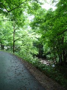 Path in Green